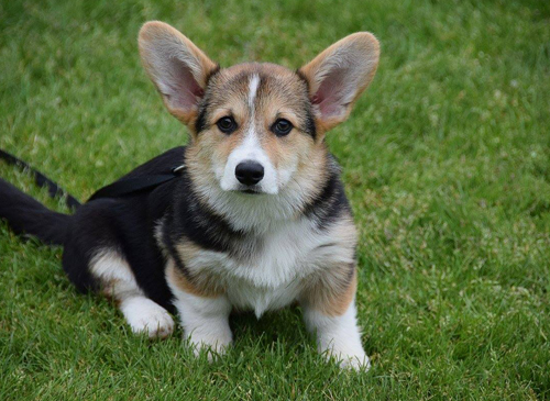 Puppycursus september 2026